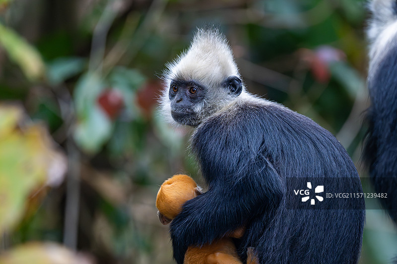 白头叶猴图片素材