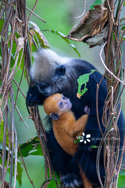 白头叶猴图片素材