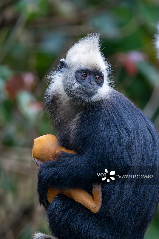 白头叶猴图片素材