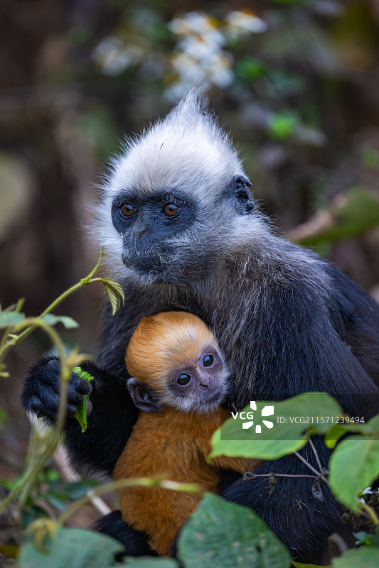 白头叶猴图片素材