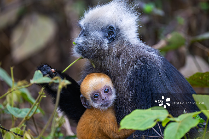 白头叶猴图片素材