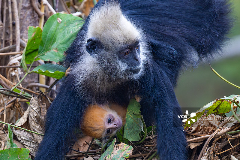 白头叶猴图片素材