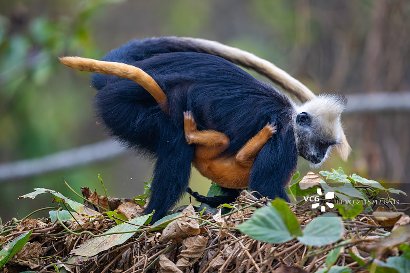 白头叶猴图片素材