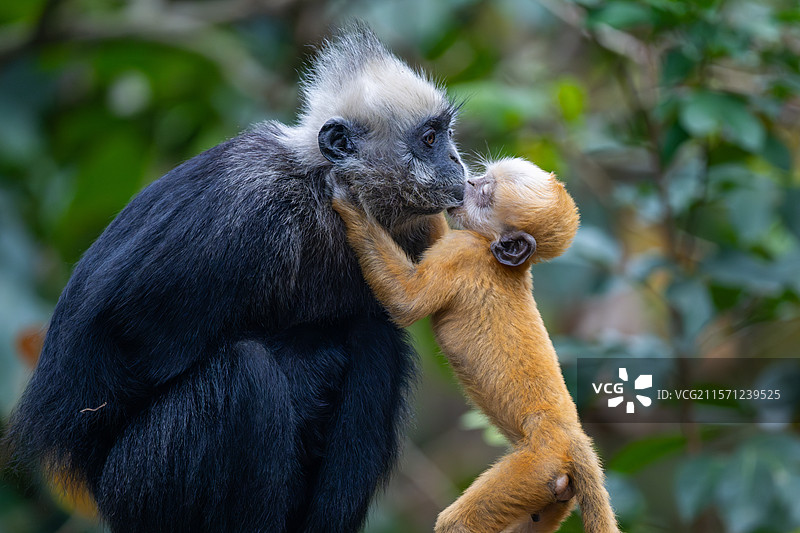 白头叶猴图片素材