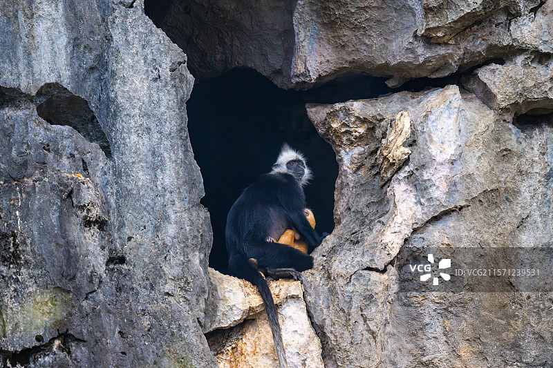 白头叶猴图片素材