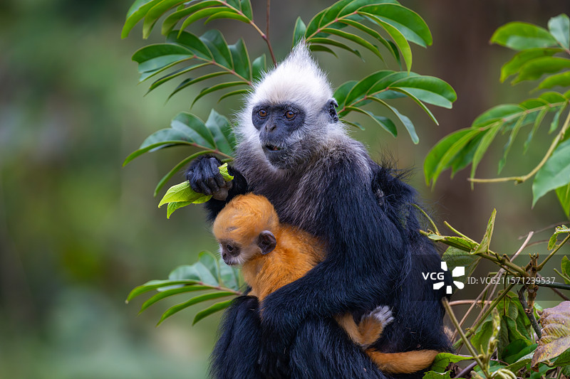 白头叶猴图片素材