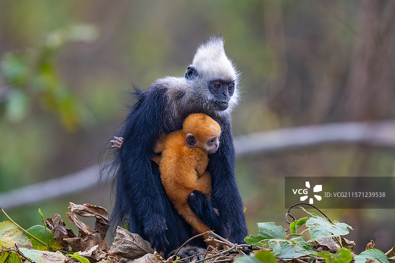 白头叶猴图片素材
