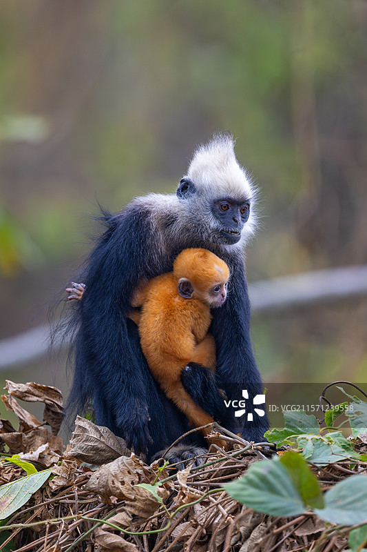 白头叶猴图片素材