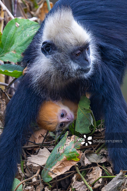 白头叶猴图片素材