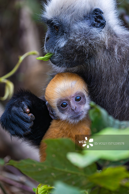 白头叶猴图片素材