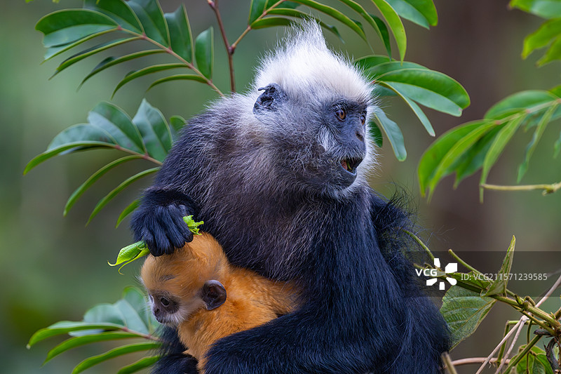白头叶猴图片素材