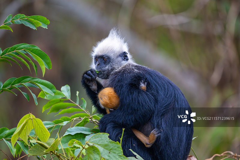 白头叶猴图片素材