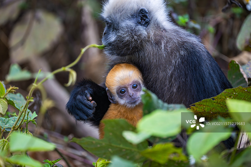 白头叶猴图片素材