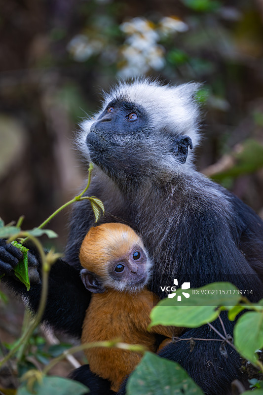 白头叶猴图片素材
