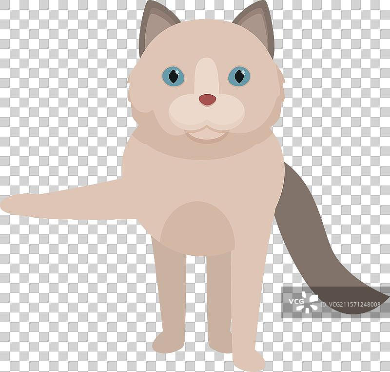 可爱的布偶猫四脚站立并抬起前爪图片素材