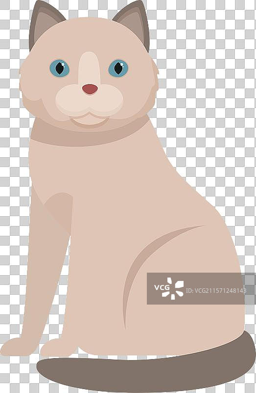 可爱的布偶猫坐着放松图片素材