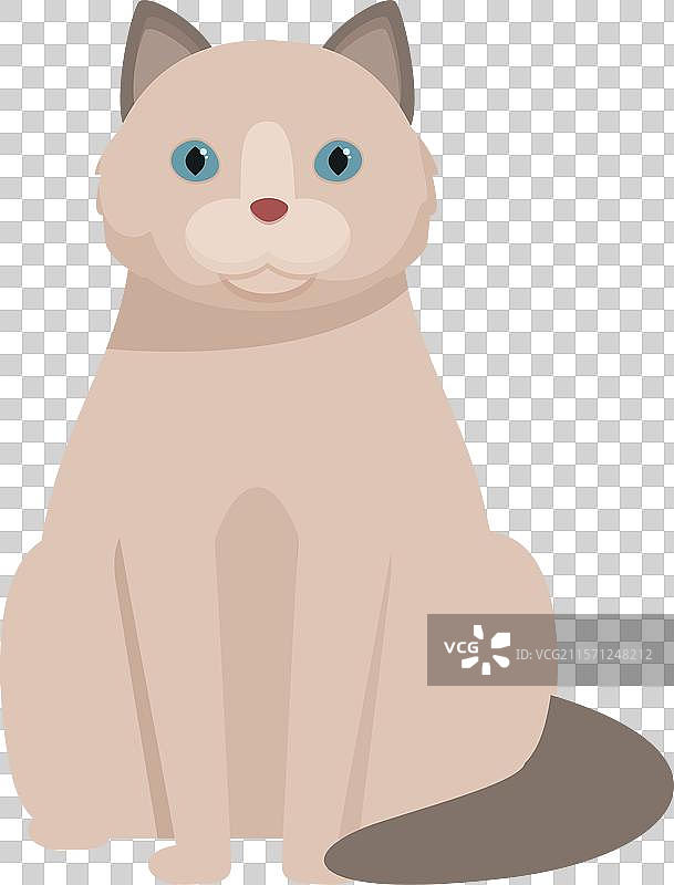 可爱的布偶猫安静地坐着，蓝色的眼睛。图片素材