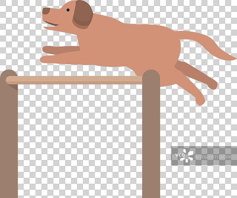 棕色狗在训练中跳过障碍物图片素材