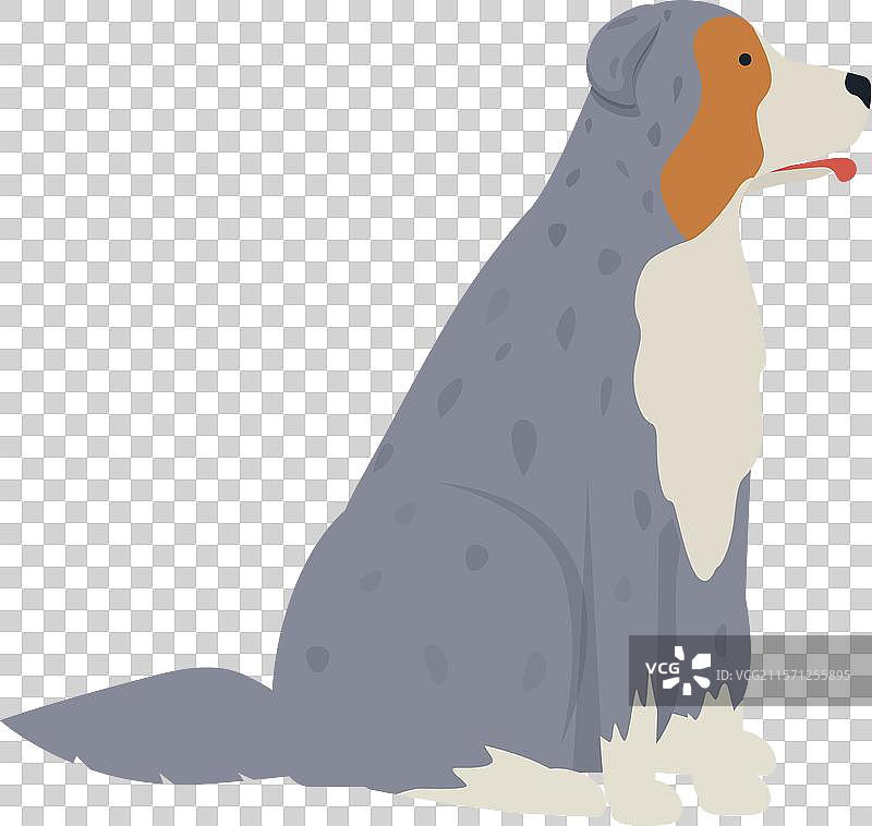 蓝色花斑澳大利亚牧羊犬坐在一旁图片素材