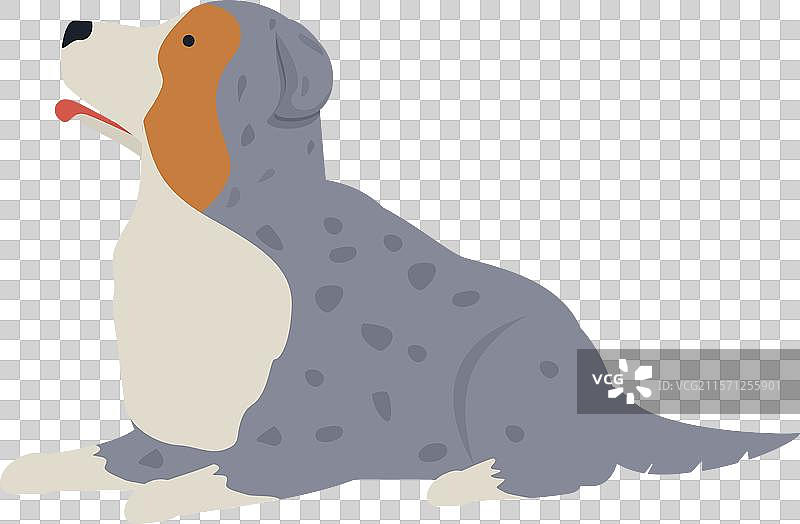 蓝色花斑的澳大利亚牧羊犬躺着图片素材