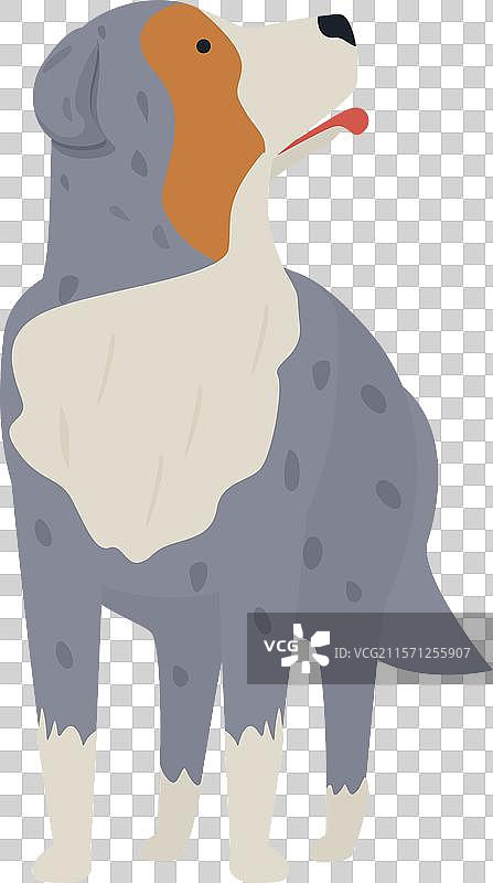 澳大利亚牧羊犬站着喘气图片素材