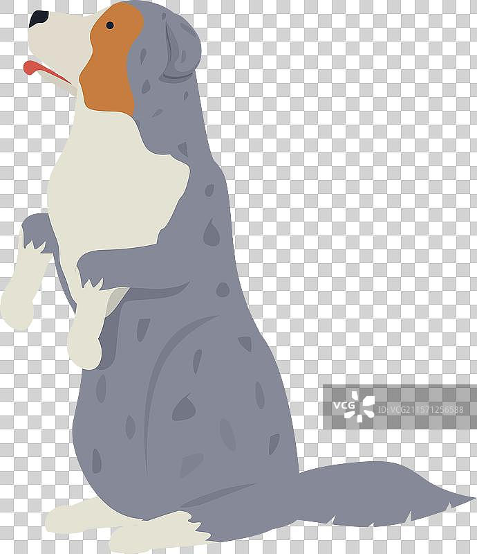 可爱的澳大利亚牧羊犬站立在后腿上图片素材