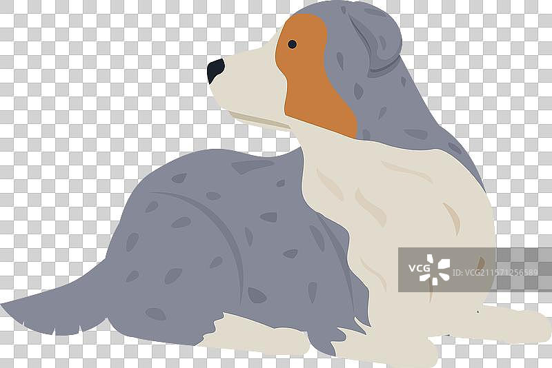 澳大利亚牧羊犬躺着，目光投向一旁图片素材