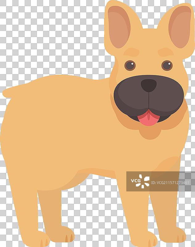 快乐的法国斗牛犬站着喘气图片素材