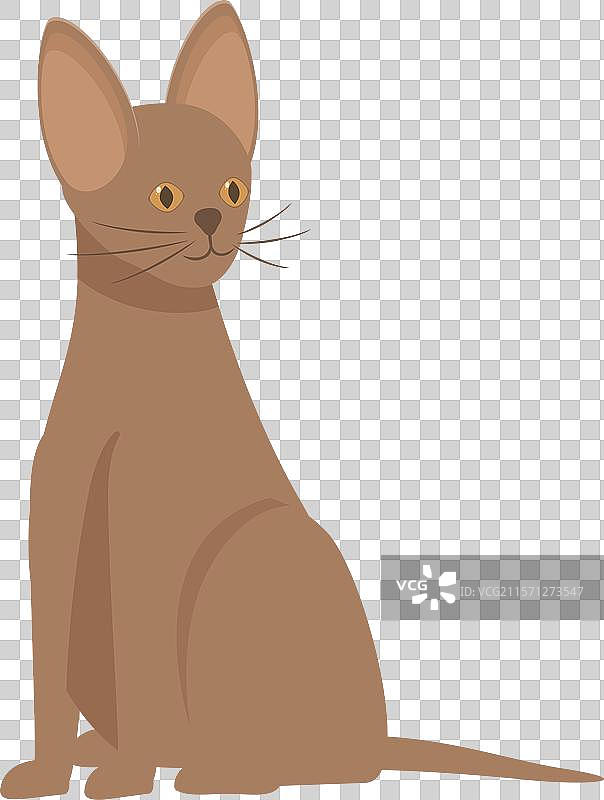 棕色猫咪坐着，朝右边看。图片素材