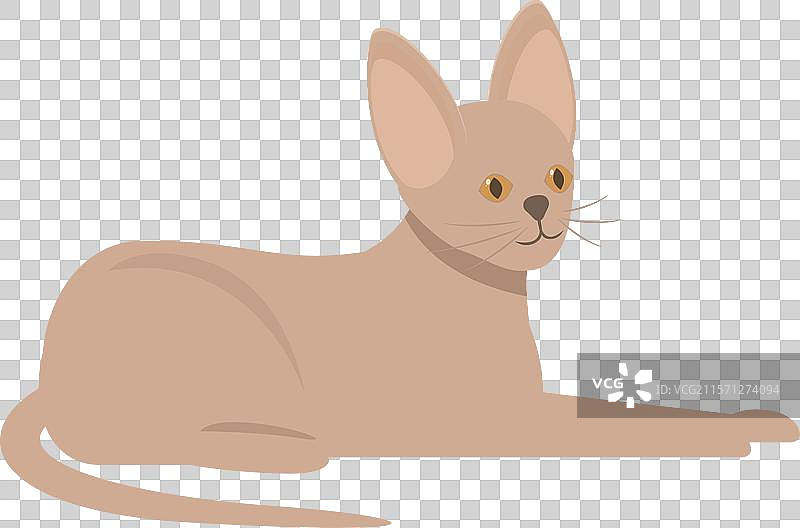 阿比西尼亚猫在家里躺着放松。图片素材