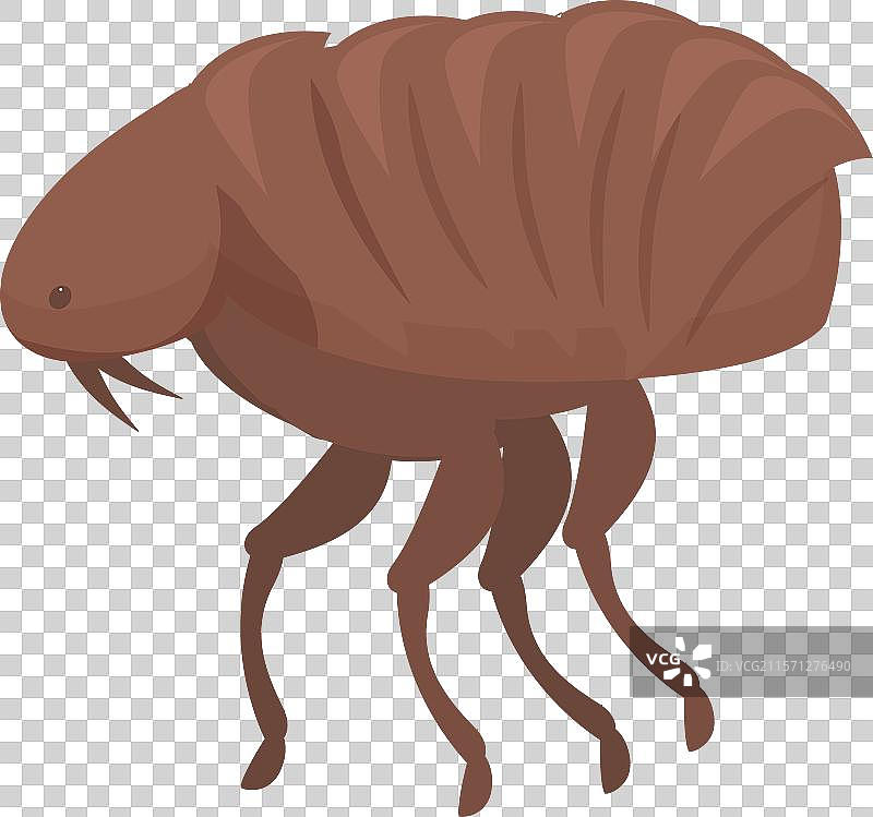 棕色跳蚤昆虫侧面行走图片素材