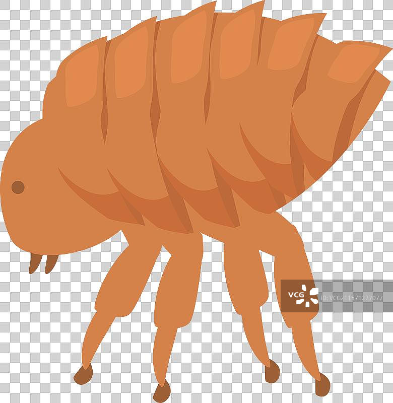 跳蚤在行走，通过叮咬传播疾病图片素材