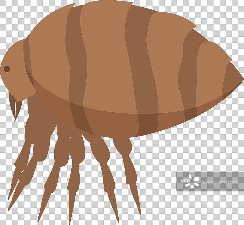 跳蚤用六条腿行走图片素材