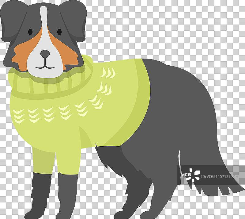 穿着温暖绿色针织毛衣的澳大利亚牧羊犬图片素材