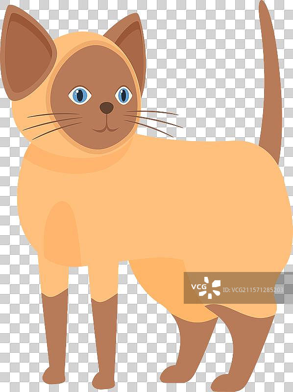 暹罗猫站着并注视着图片素材