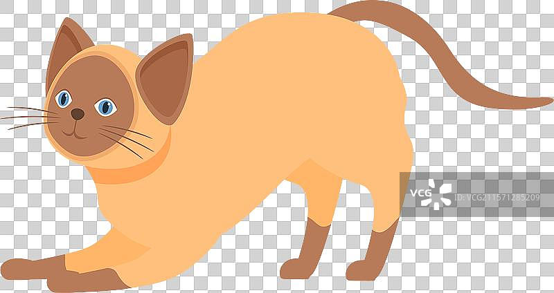 顽皮的暹罗猫在白色背景上伸展身体图片素材