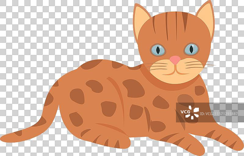 可爱的小孟加拉猫放松地躺着图片素材