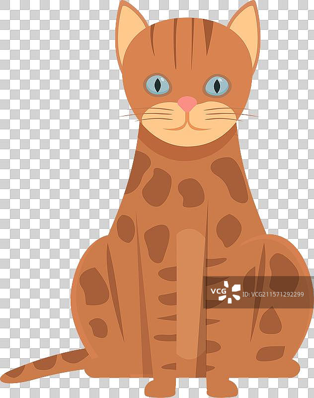 坐着的孟加拉猫，眼睛蓝色，显得很平静。图片素材