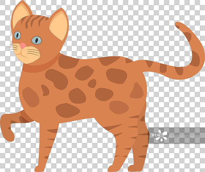 站立的孟加拉猫抬起爪子图片素材