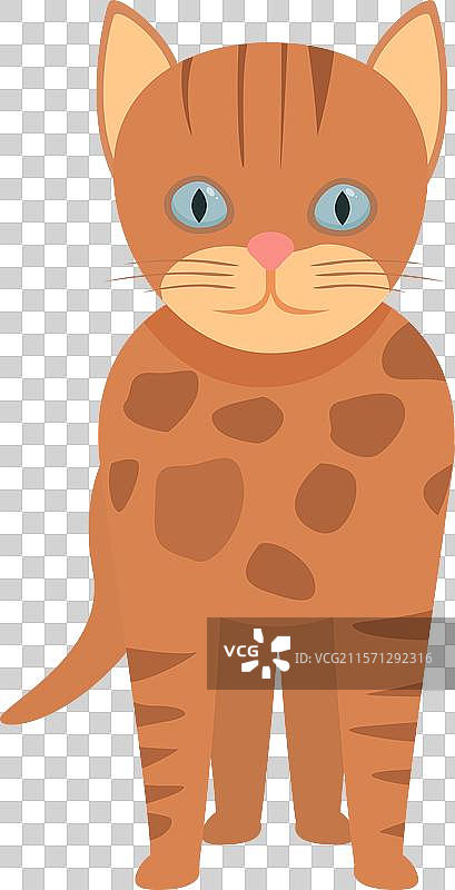 可爱的虎斑猫站在白色背景上图片素材