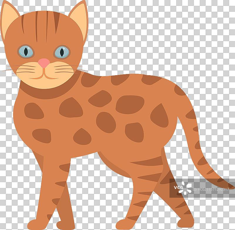 自信地走动的孟加拉猫，猫科动物的标志图片素材