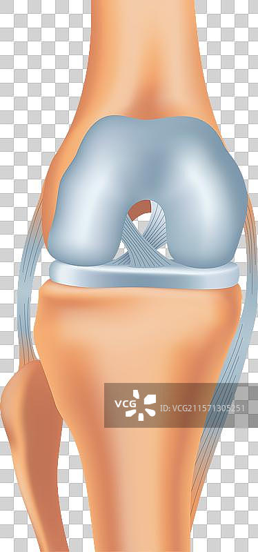 膝关节骨关节炎健康膝关节结构骨骼图片素材