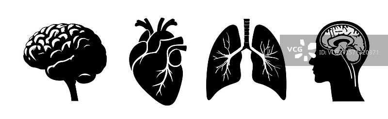 大脑 心脏 肺图片素材