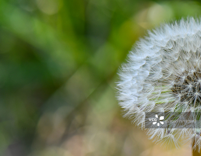 即将飘散的蒲公英种子图片素材
