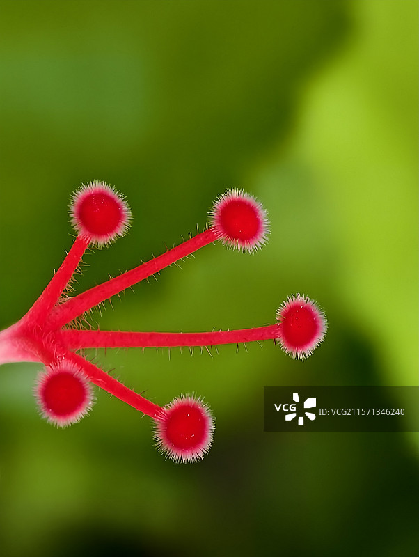 扶桑花花蕊图片素材