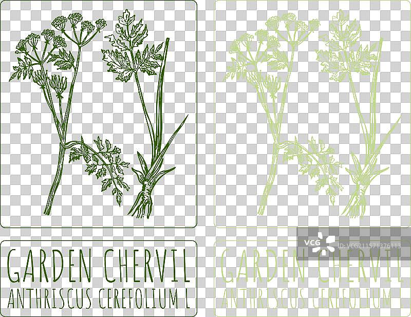 手绘的香芹花园插图图片素材