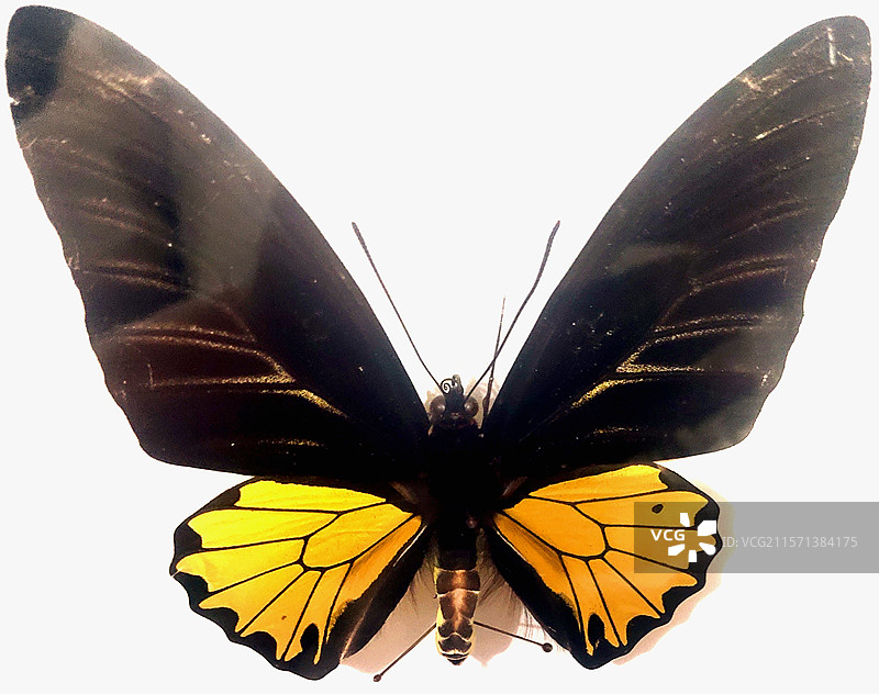 Troides-aeacus、金裳凤蝶（雄）、蝴蝶、昆虫标本、工艺品、装饰品、藏品、艺术品图片素材