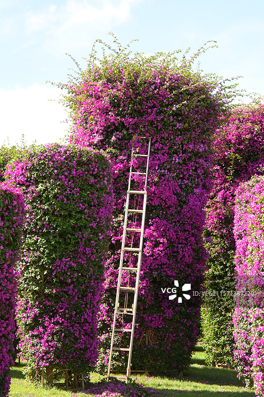 盛开的三角梅造型景观图片素材