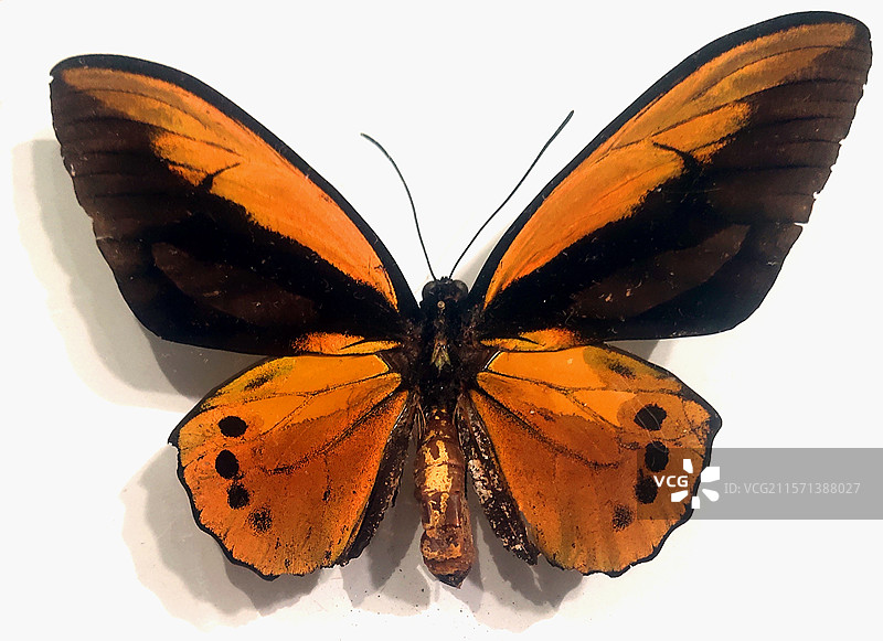 Ornithoptera-croesus、红鸟翼凤蝶、蝴蝶、昆虫标本、工艺品、装饰品、藏品、艺术品图片素材