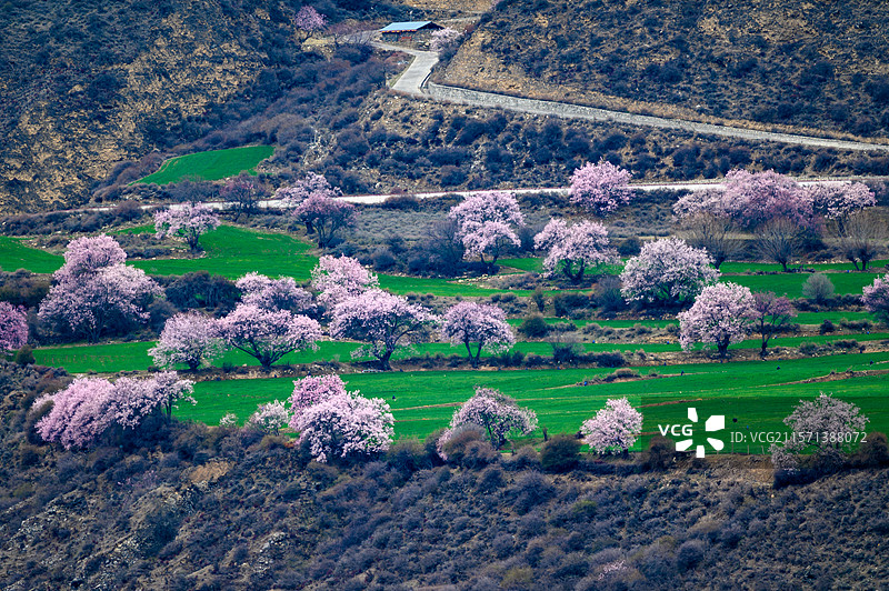波密桃花沟盛开的桃花图片素材